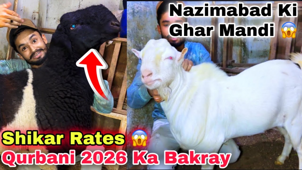 Sirf 6 Hazar Me 😍 Ghar Me Karachi Ki Sasti Bakra Mandi 🚨 Teddy Bakra & Heavy Dumba For Qurbani 2026 