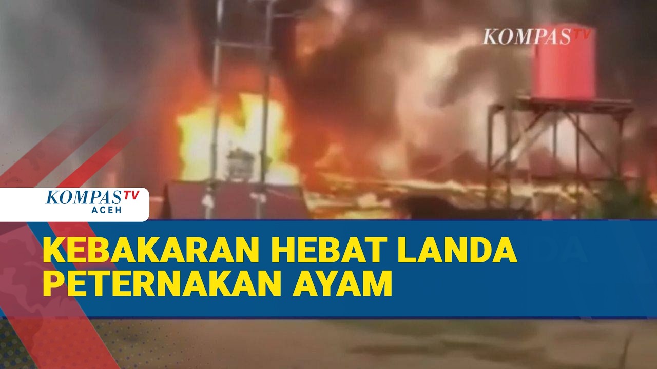 Diduga Korsleting Listrik, Peternakan Ayam di Muaro Jambi Ludes Terbakar