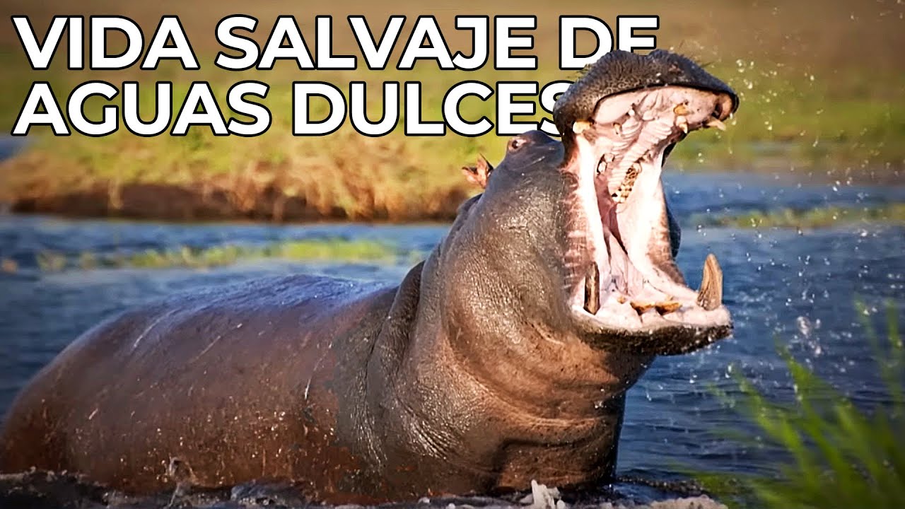 El Mundo Salvaje: Las Aguas Dulces | Free Documentary Nature -  Espa&ntilde;ol