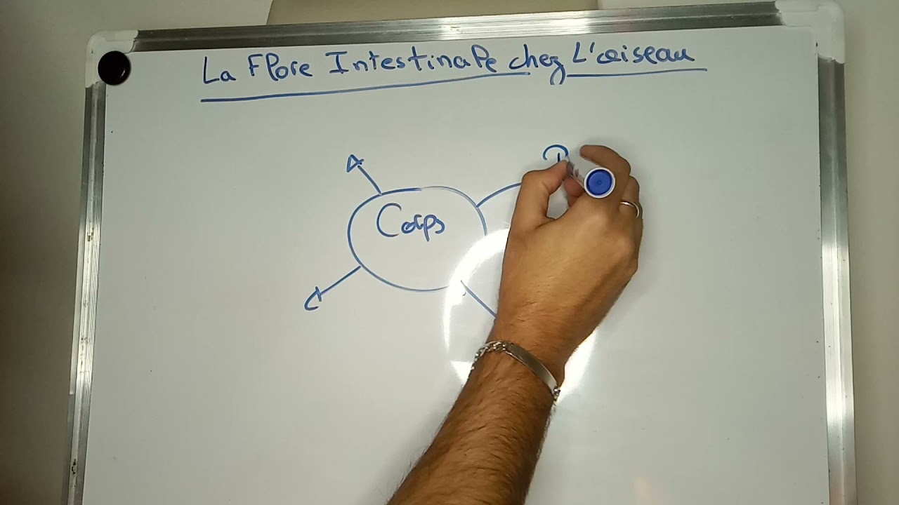 Il était une fois, les intestins de nos oiseaux étaient stériles...puis colonisés par une flore !