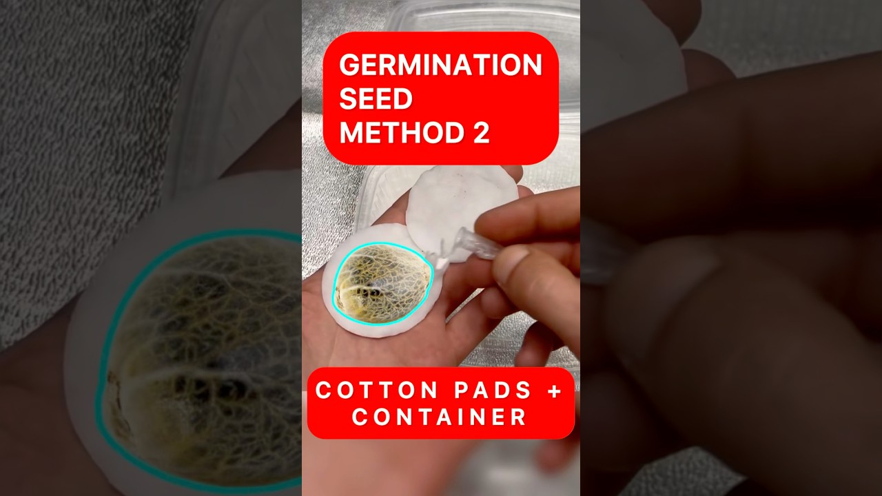HOW TO GERMINATE WEED SEEDS? 🌱 | EASY GUIDE FOR BEGINNERS