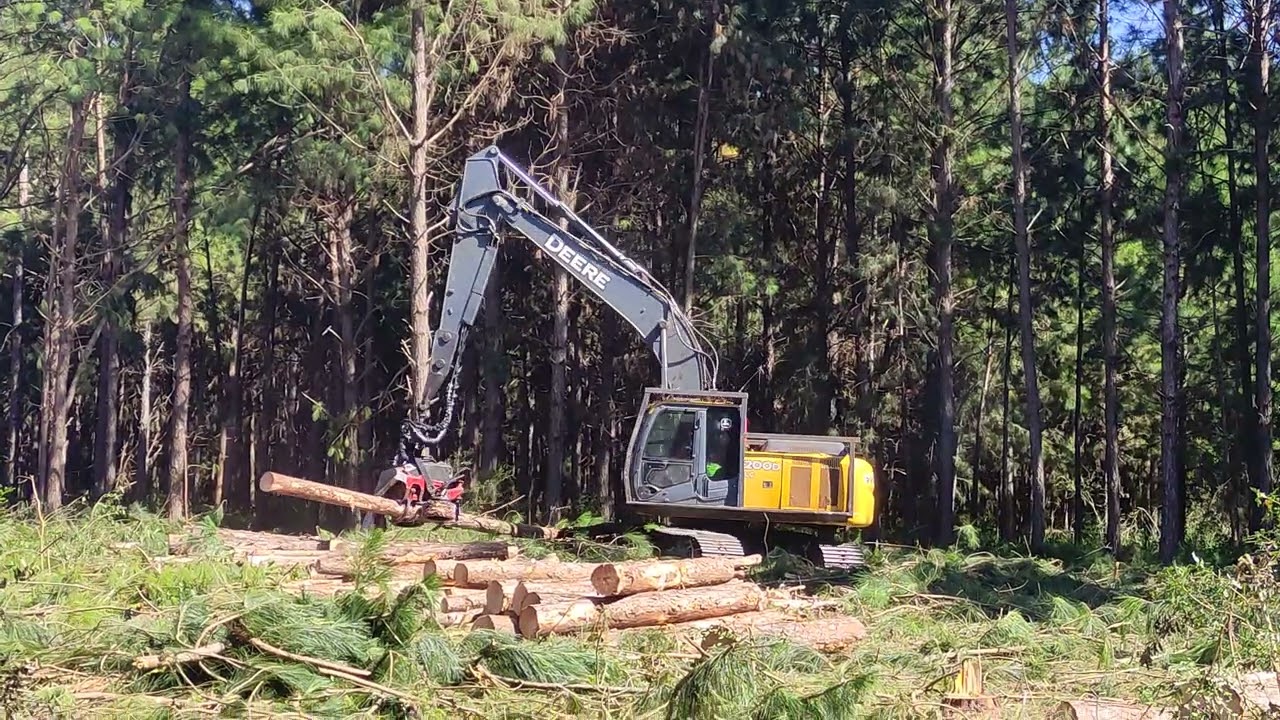 Tala rasa #harvester #jondeere con cabezal #waratah #forest #video #viral #viralvideo #viralshorts