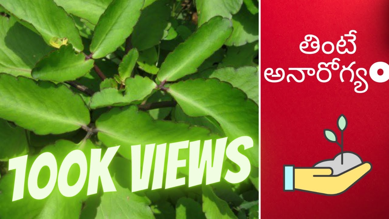 రణపాల ఆకుlRanapala Vs Mother of Thousands ll Ranapala plant #bryophyllum_pinnatum #Ranapala_mokka