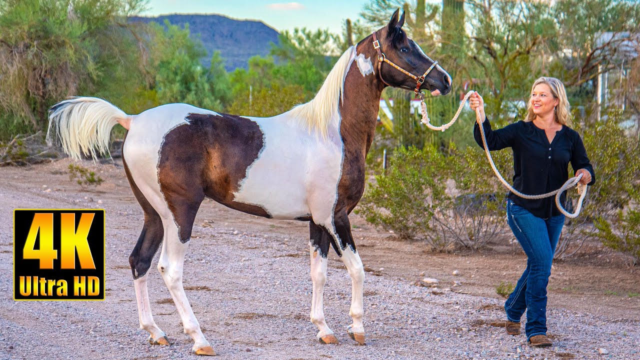 Arabian Horse x Pinto Horse = Gorgeous Pintabian Horses!