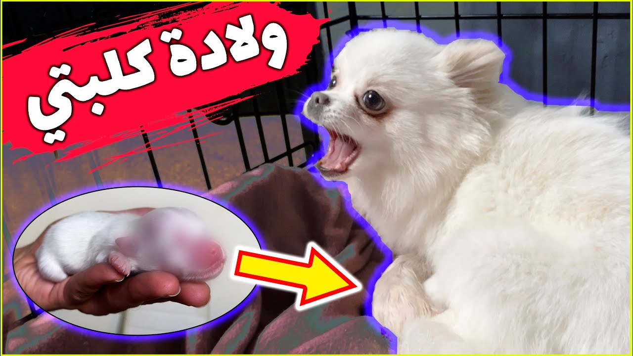 وأخيراً مينا ولدت😍 - My Chihuahua dog is delivering her new puppy