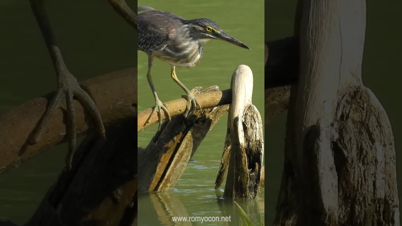 Little Heron (Butorides striatus)