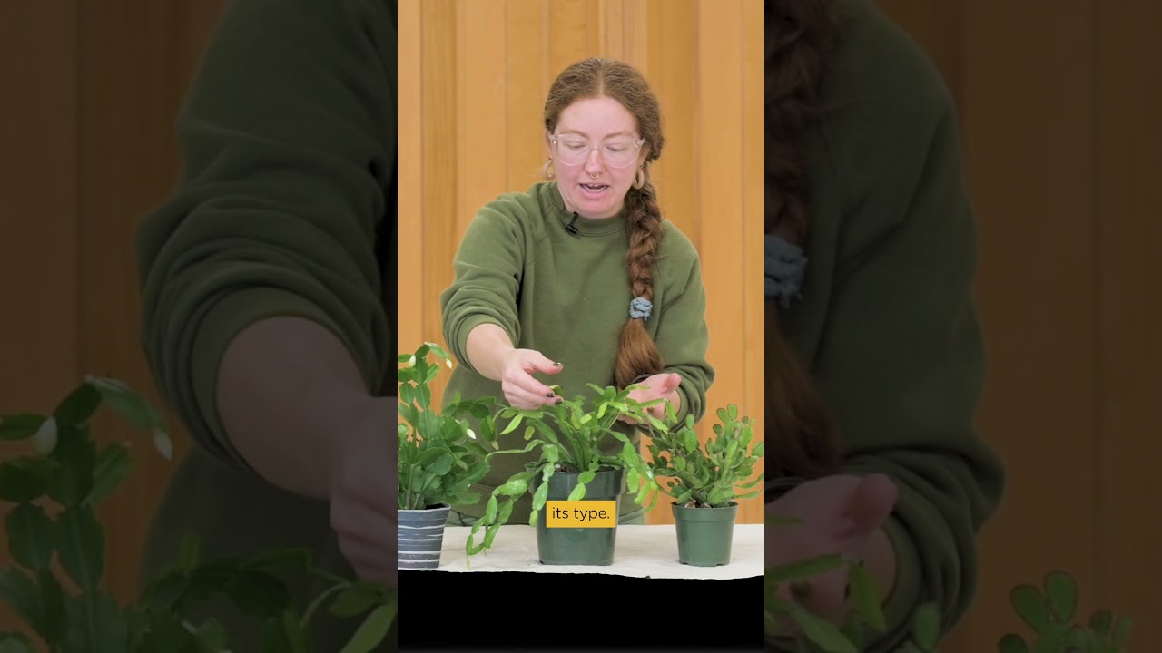 Thanksgiving, Christmas, or Easter Cactus? Do you know how to spot the difference?