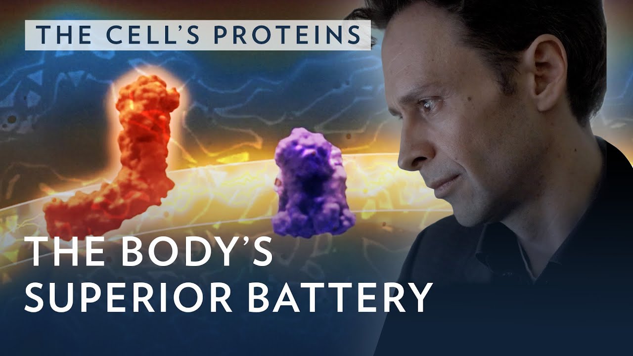 He wants to reveal the secret behind the body's battery