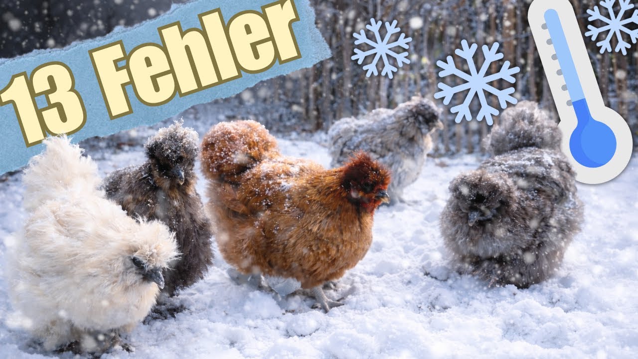 Hühner im Winter 🐓❄️ wie du die größten Fehler vermeidest