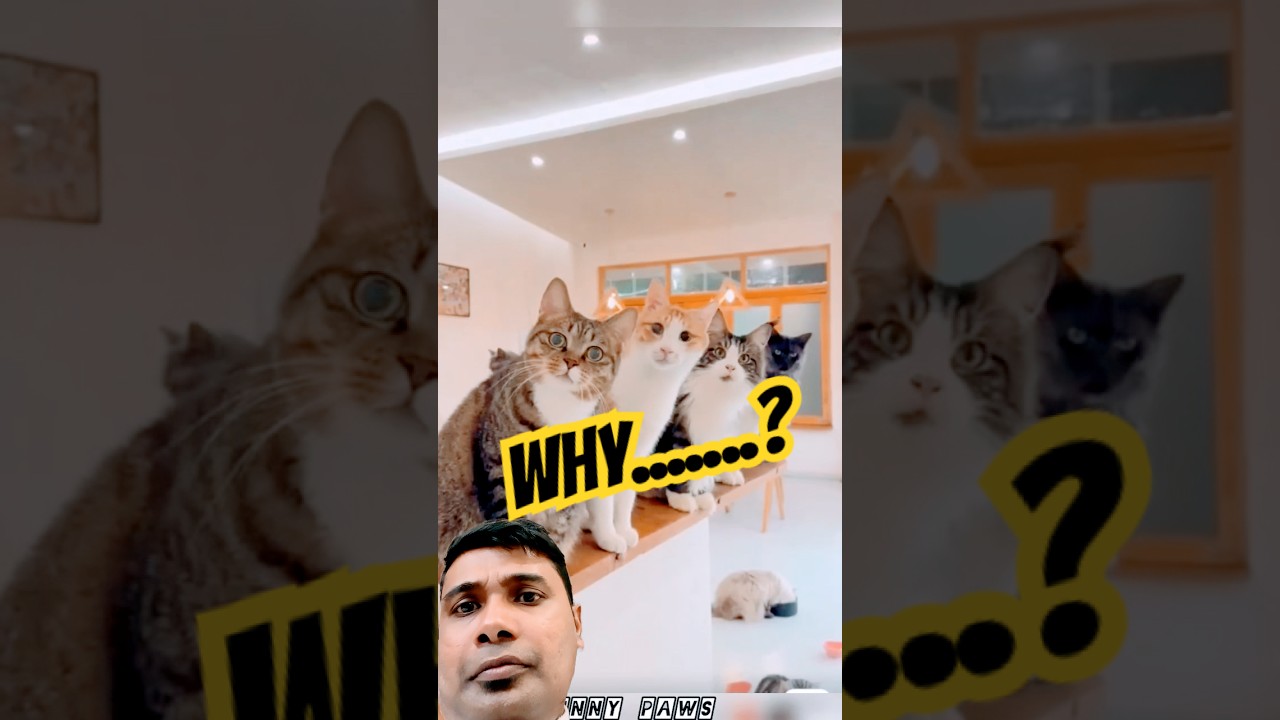 😻❤️#cute #kitten #cutecat #pets #trending #purifymind #catlovers #reactionvideo #fyp #usashorts