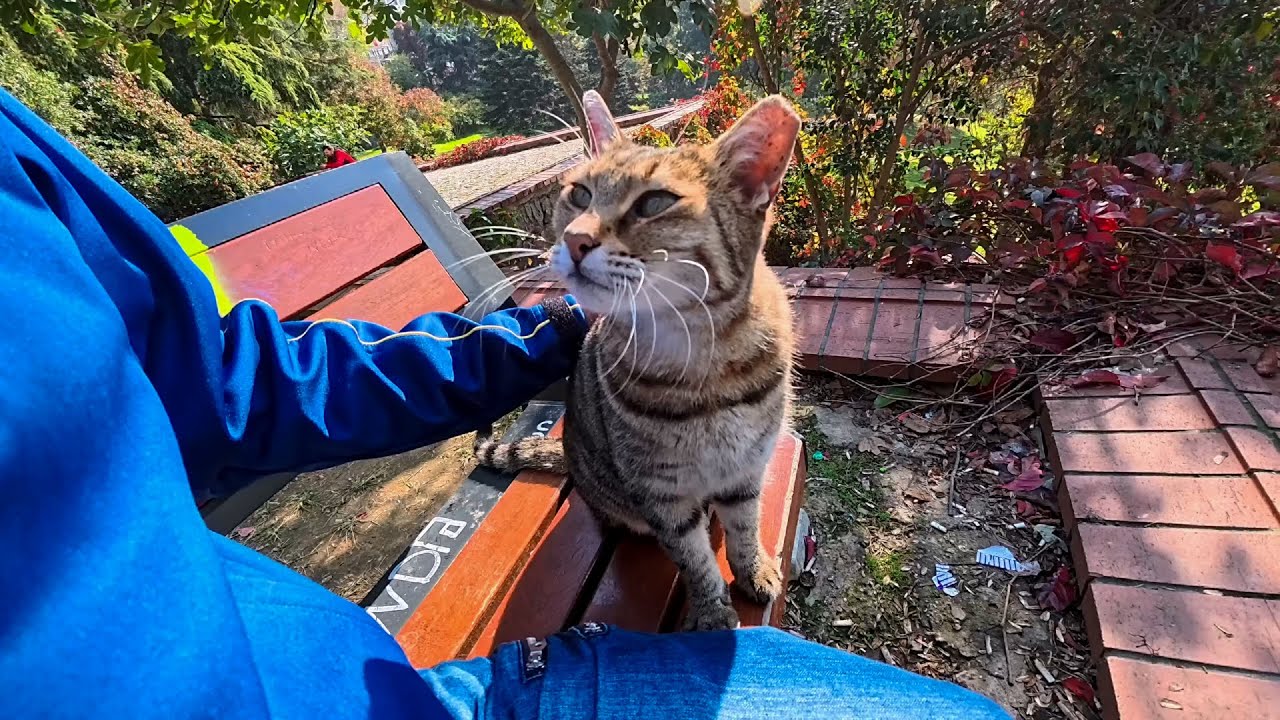 公園の猫ちゃん、撫でたらベンチまで付いてきて隣に座って甘え爆発する瞬間