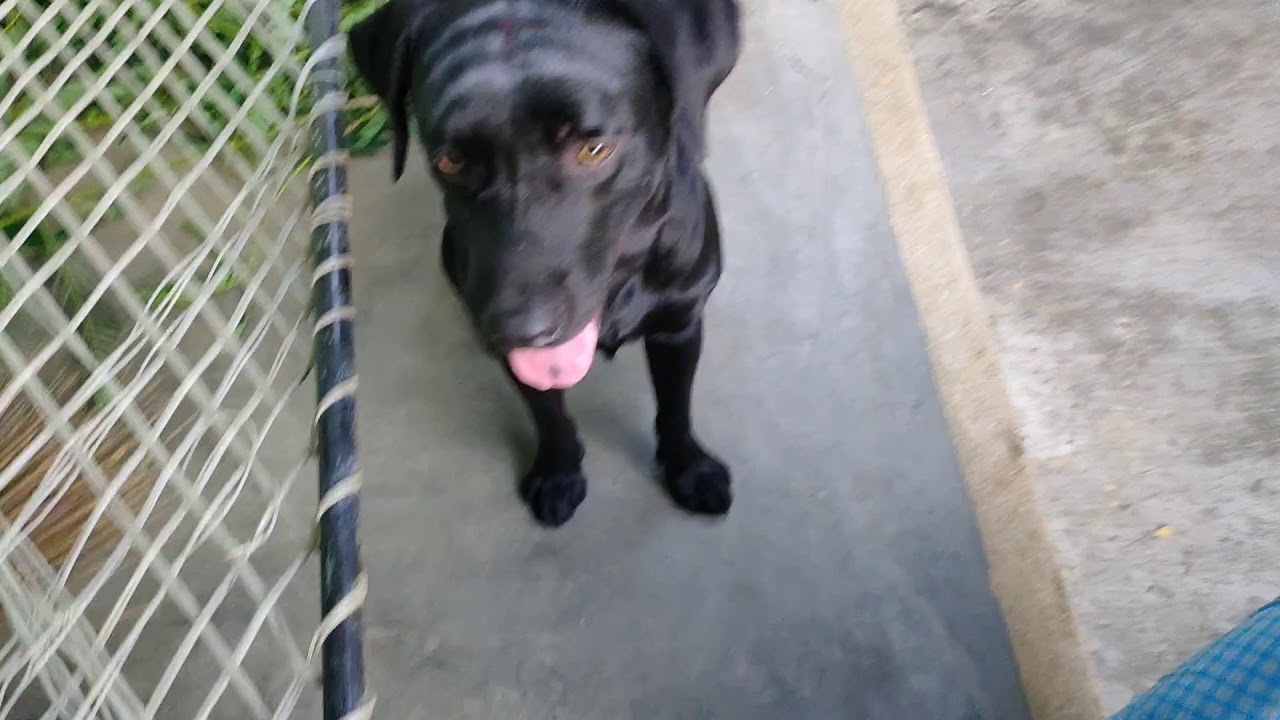 Labrador dog funny training|| Labrador dog Tamil funny videos/#myshort#shortvideo