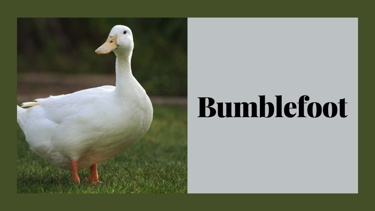 How to Tell Your Duck Has Bumblefoot: Symptoms and Treatment