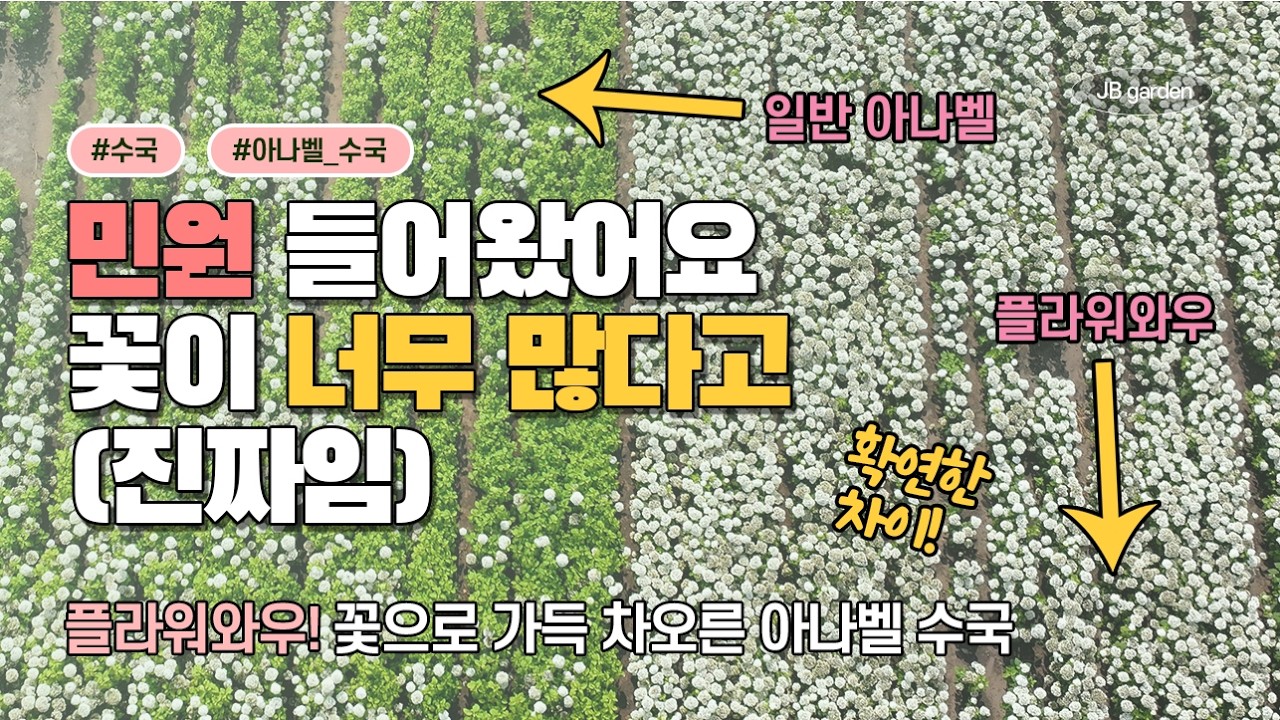입고 완료 | 꽃이 정말 너무 많이 나오는 충격적인 아나벨 수국... 플라워와우를 소개합니다! 같은 땅에서 일반 아나벨과 개화량이 얼마나 차이나는지 보시죠!