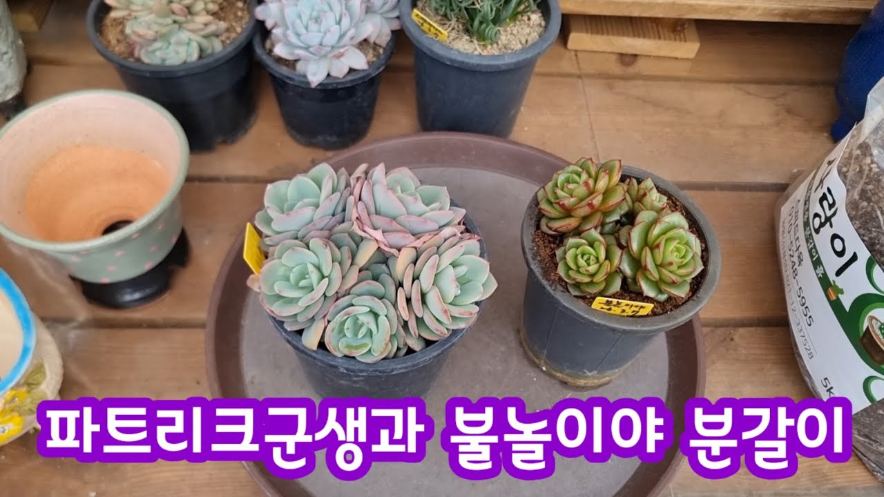 26.3.13 🌹파트리크군생과 불놀이야 분갈이해요🌹 #스피드다육 010-5248-5955 