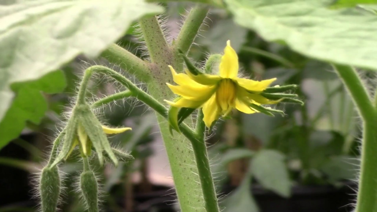 How to Pollinate Tomatoes with Electric Toothbrush