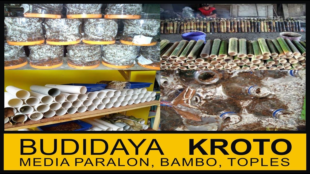 Budidaya Kroto Media PARALON, TOPLES dan BAMBU ( Full Materi) - fauzzan daily