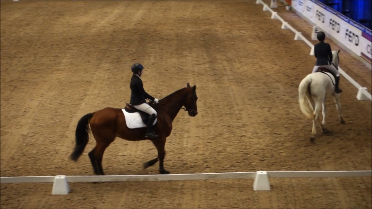 FERD Rideskole cup 2017, hester fra Drammen rideskole