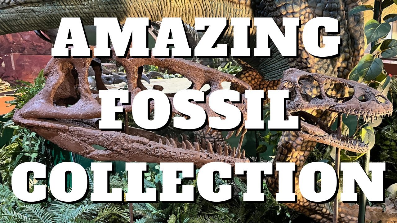 AMAZING PRIVATE FOSSIL COLLECTION TURNED INTO A MUSEUM / Naranjo Natural Science Museum , Texas