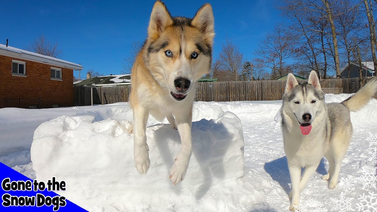 My Dog Reacts To GIANT Snow Obstacle Course!
