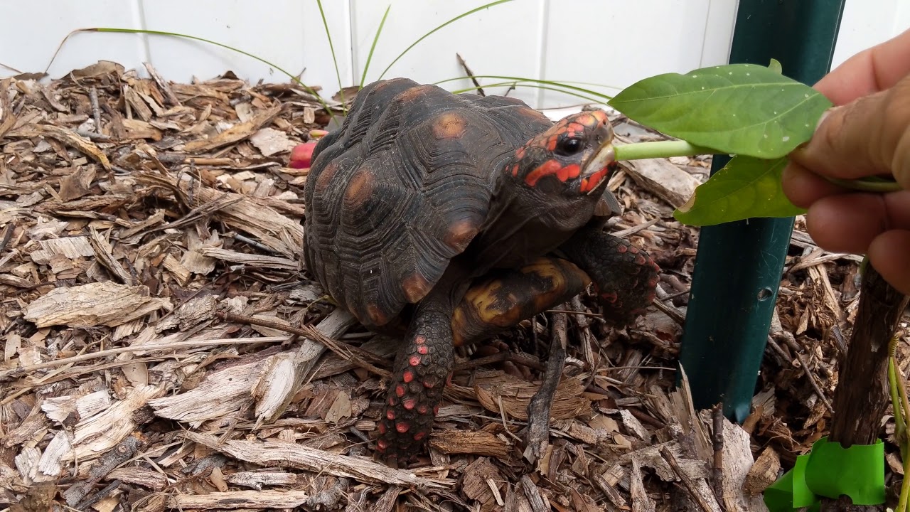 Cherry head tortoise