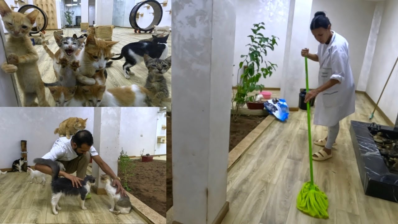 Shes love for cats made Ghizlan tirelessly clean and care for the shelter cats.