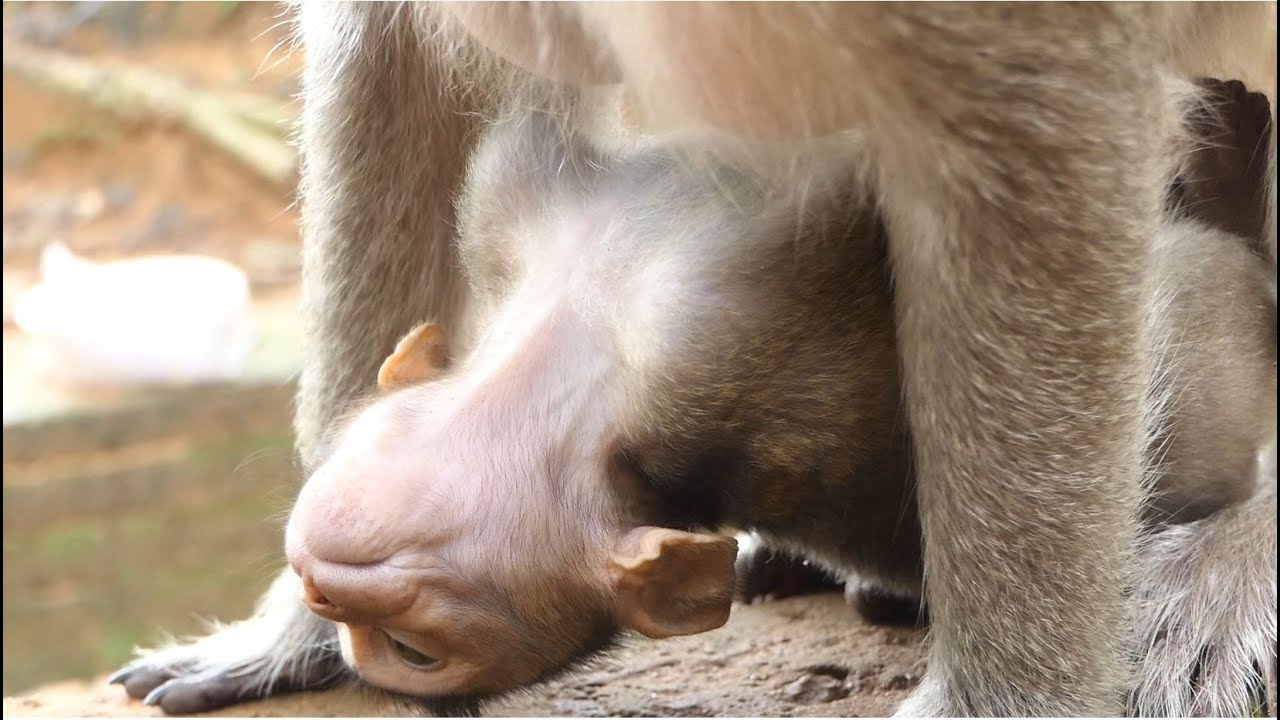 No Any Trouble With Baby Monkey Cinn. Enjoy Watching Normal Daily Life.