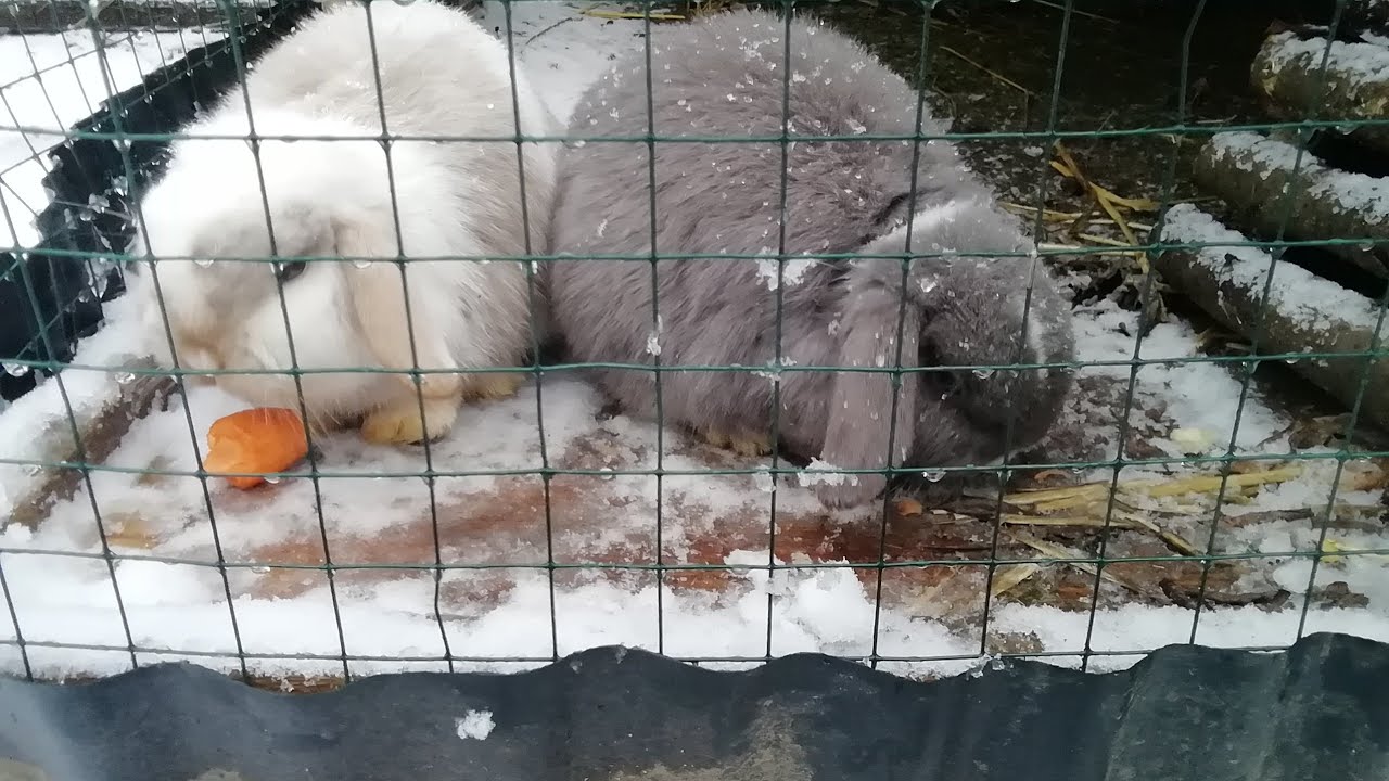 Ausmisten bei den Kaninchen💗🐇