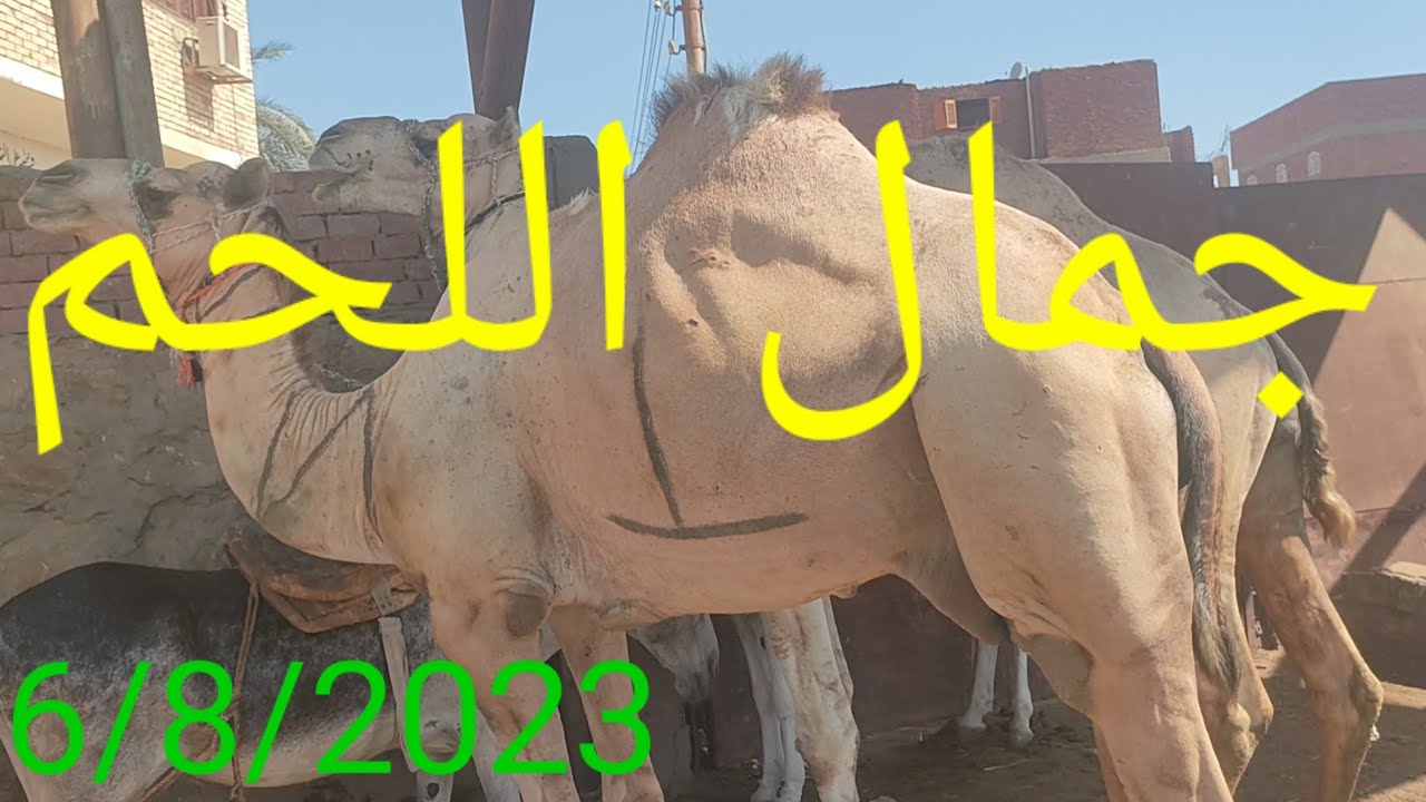 التقرير الثاني عن اسعار جمال اللحم بسوق دراو الدولى الاحد 6/8