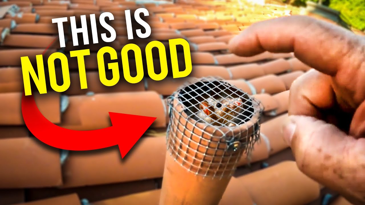 What a NASTY RODENT infestation looks and smells like...