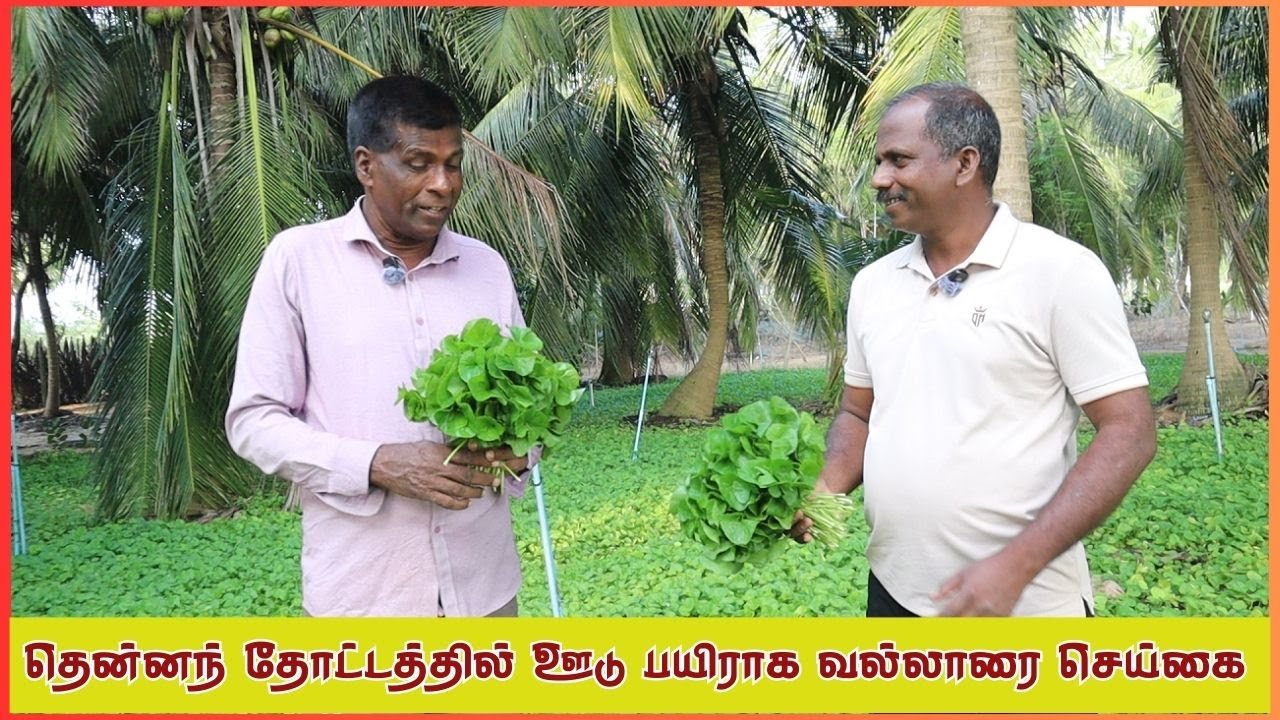 தென்னைச் செய்கையில் ஊடு பயிராக வல்லாரை செய்கை பண்ணும் விவசாயியின் அனுபவங்கள்