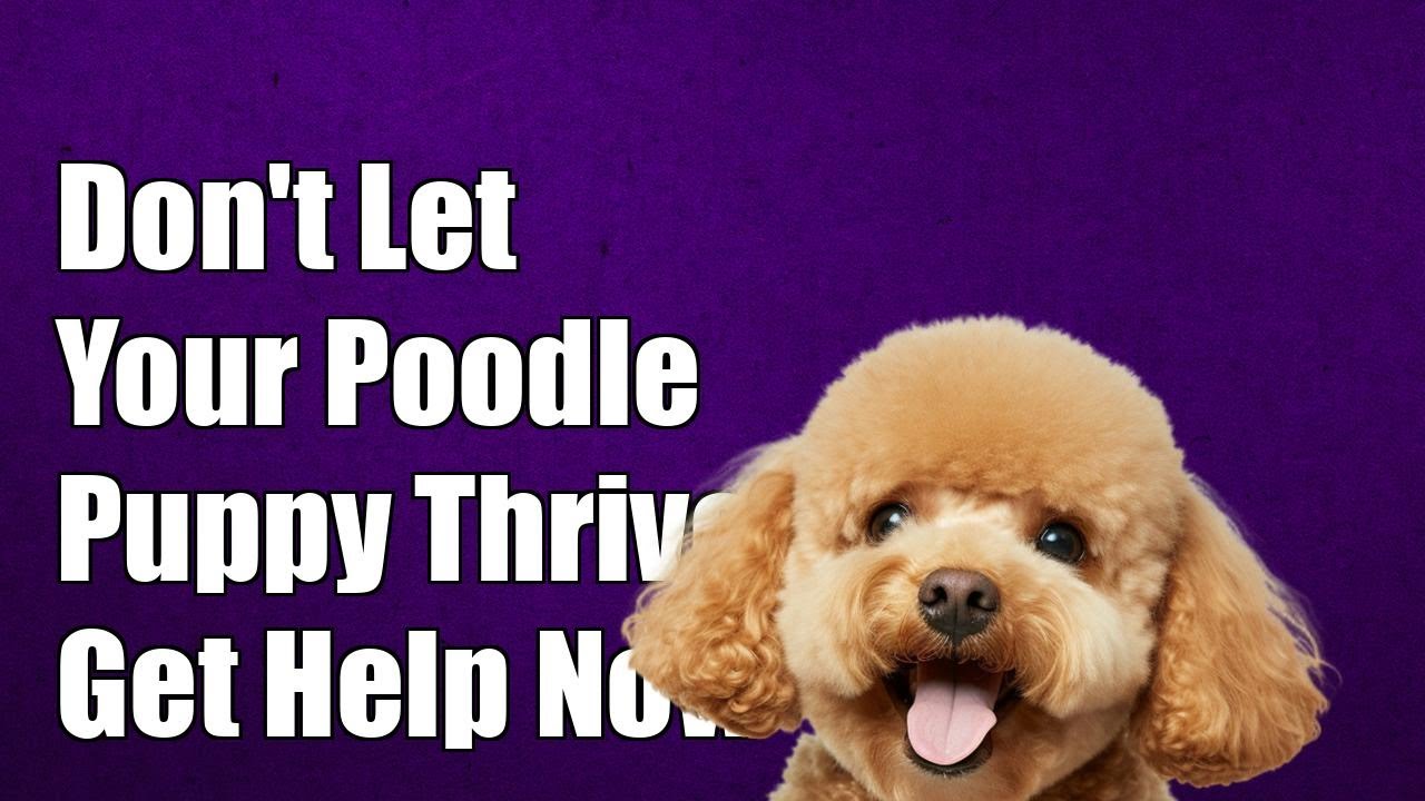 Don't Let Your Poodle Puppy Suffer: Essential Hyperthyroidism Treatment Tips!
