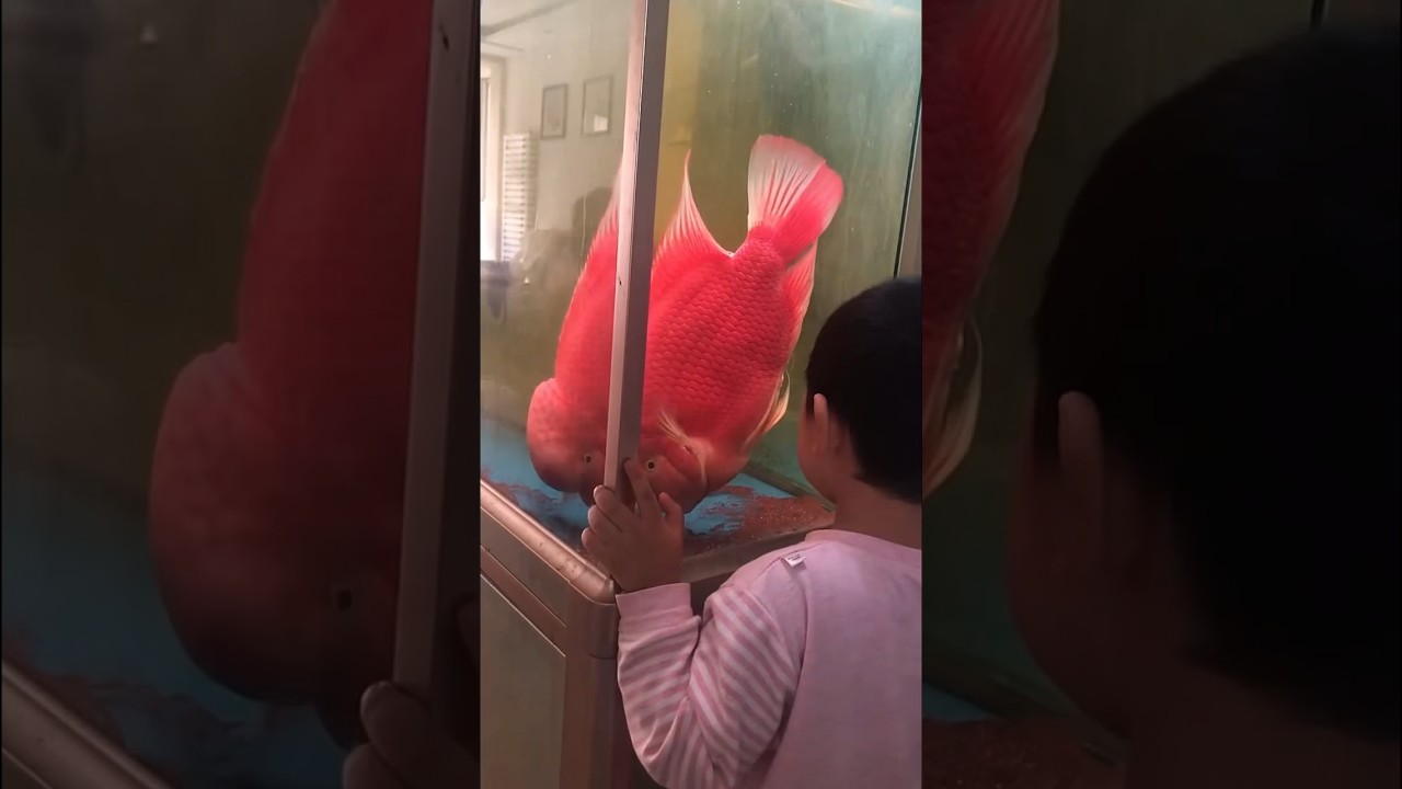 Biggest SRM Flowerhorn Fish 🔥😲🤯