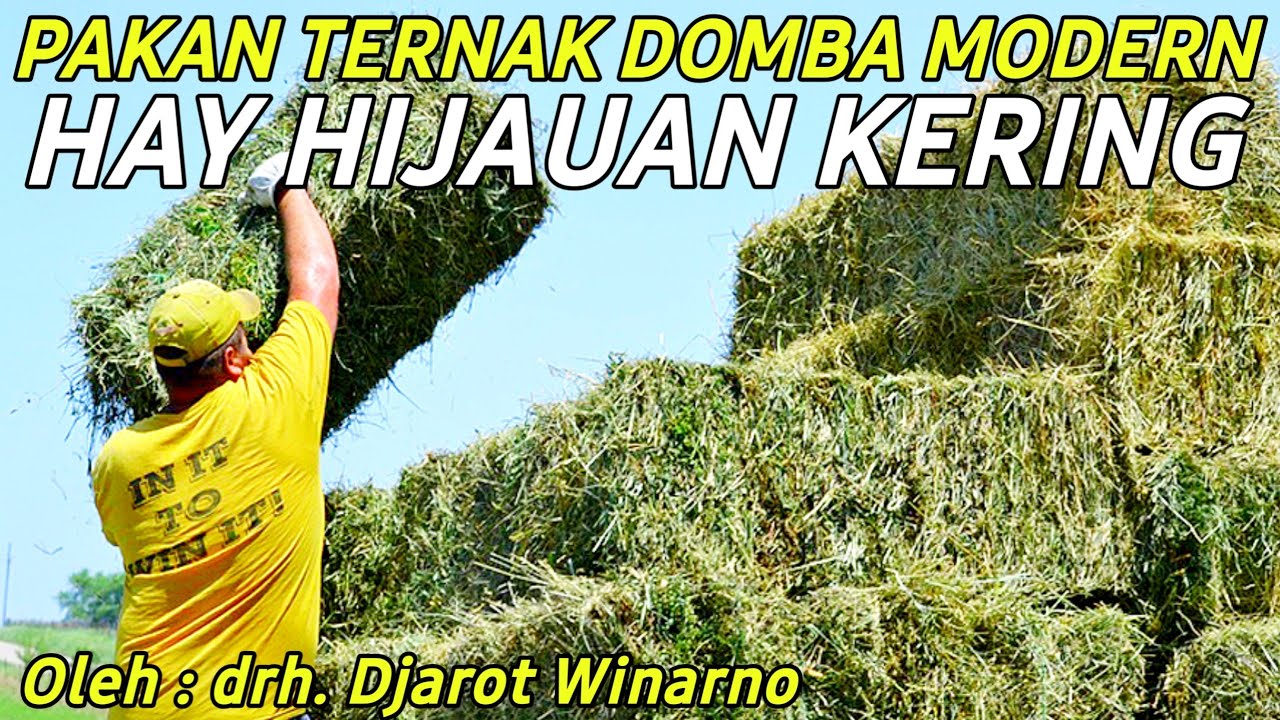 MENGENAL PAKAN DOMBA MODERN HIJAUAN KERING HAY MURAH DAN MUDAH | CERITA PETERNAK SUKSES