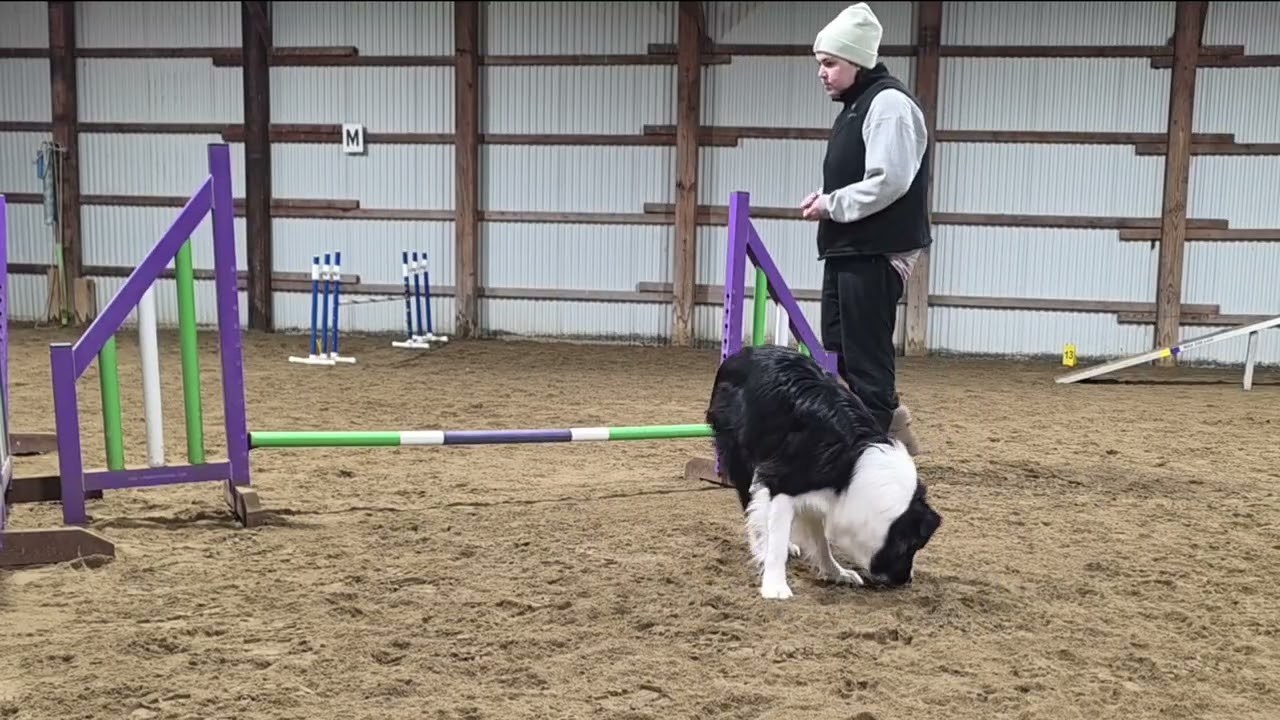 Zuri's first agility session 1/15/2026
