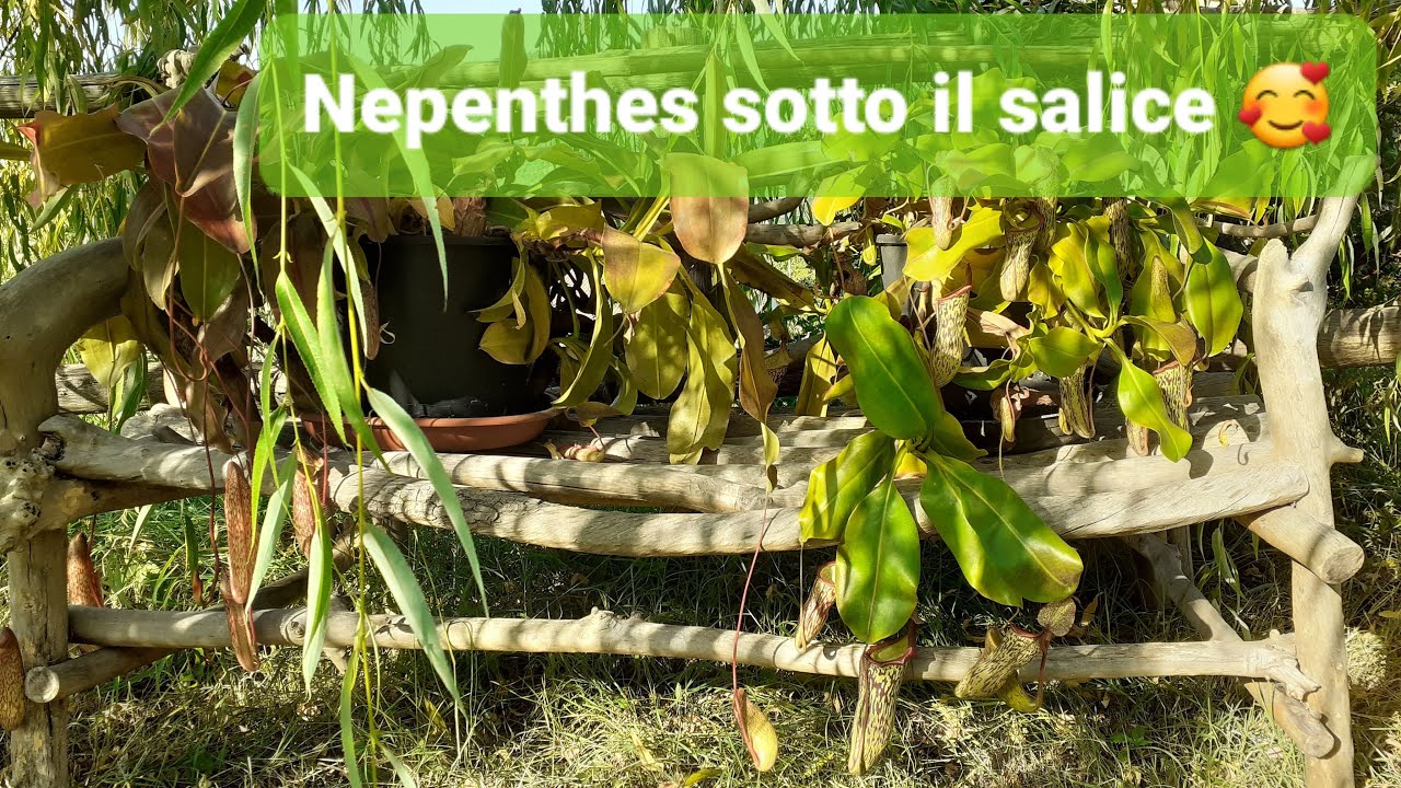 185. 🌞NEPENTHES IN ESTATE VIVONO PROTETTE DAL SALICE PIANGENTE TRA LUCE ED OMBRA | ILPIGLIAMOSCHE
