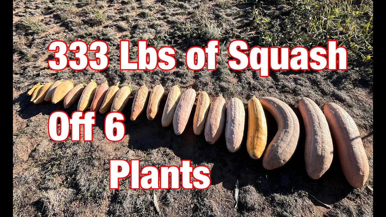 Grew 333 Lbs of squash off 6 plants. Navajo Banana Hubbard grown with manure & fish. #organicfarming