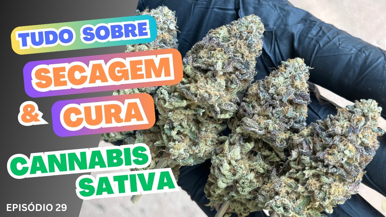 Como SECAR e CURAR  a CANNABIS SATIVA