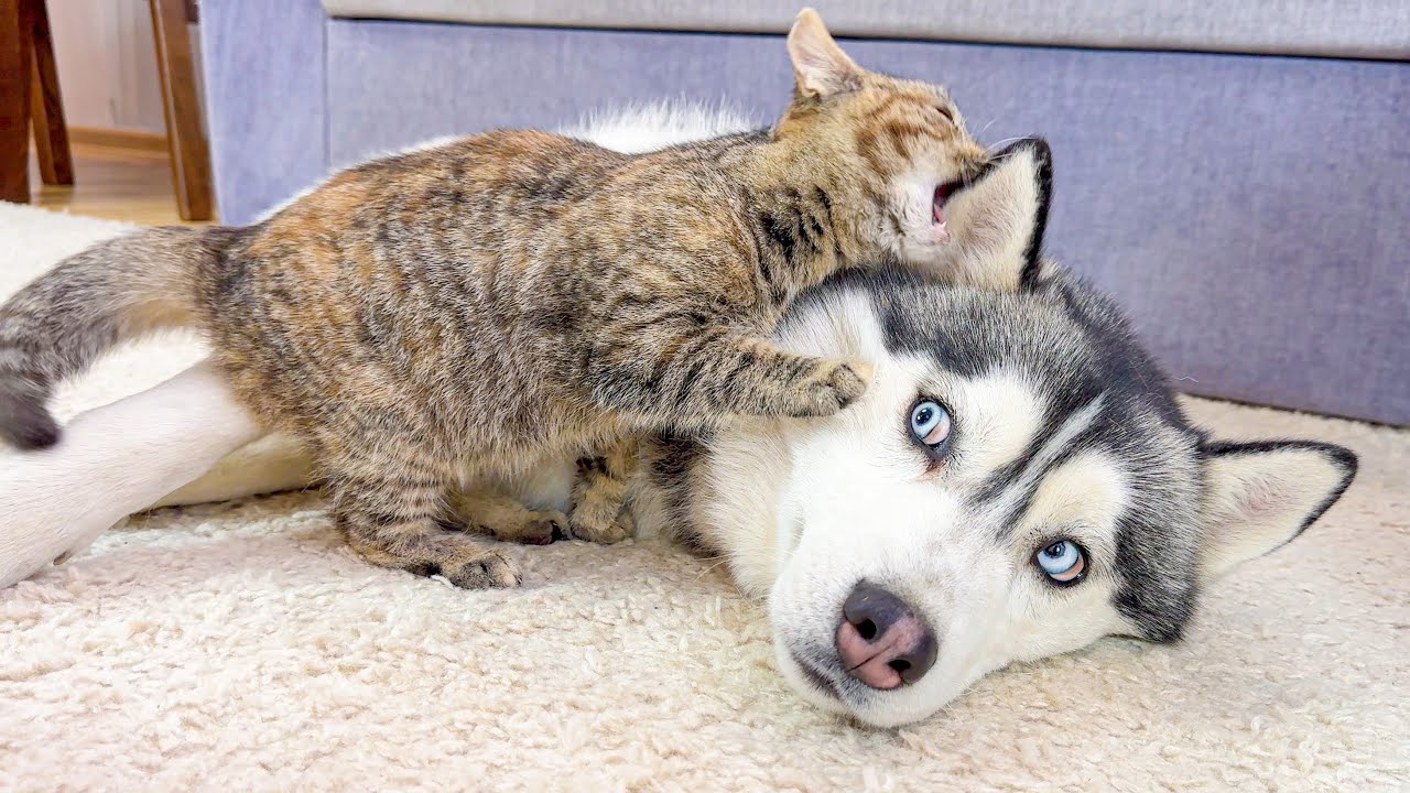 Adorable Kitten Picks a Fight With a Husky and REGRETS NOTHING!!