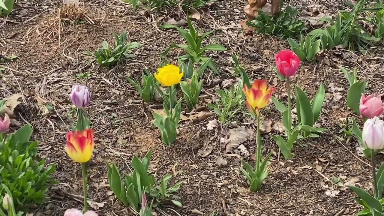 Tulips in the Prairie Garden // March 2023