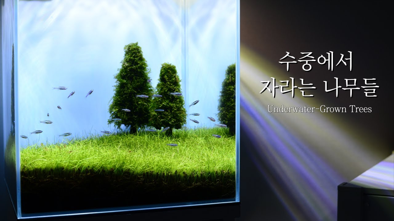 한 줌의 이끼로 윈도우 배경화면 같은 어항 만들기