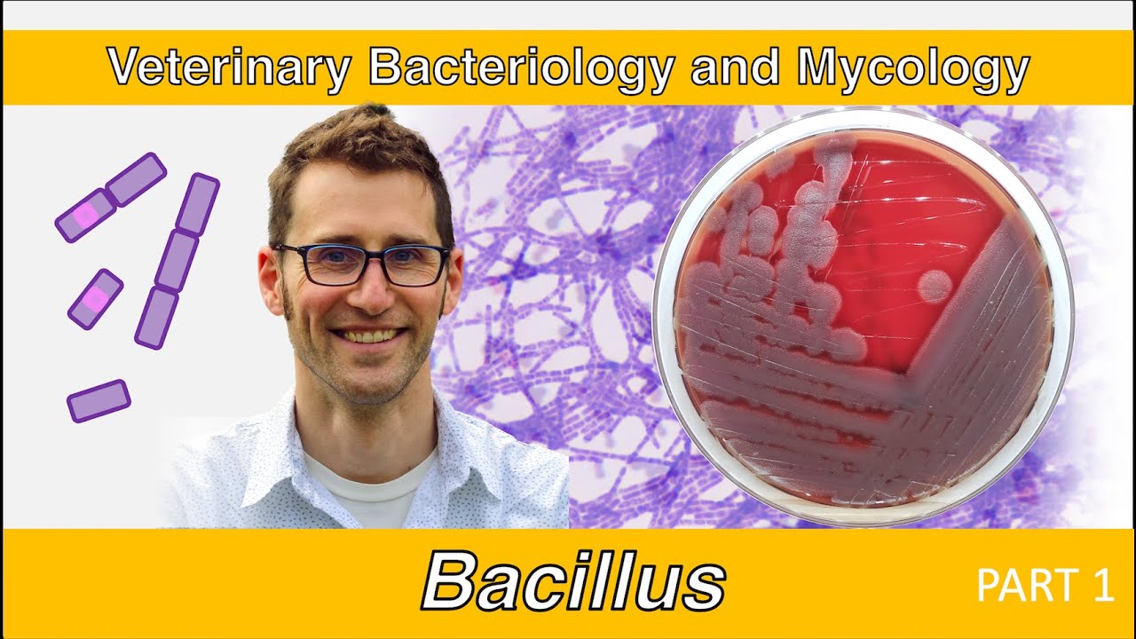 Bacillus (Part 1) - Veterinary Bacteriology and Mycology