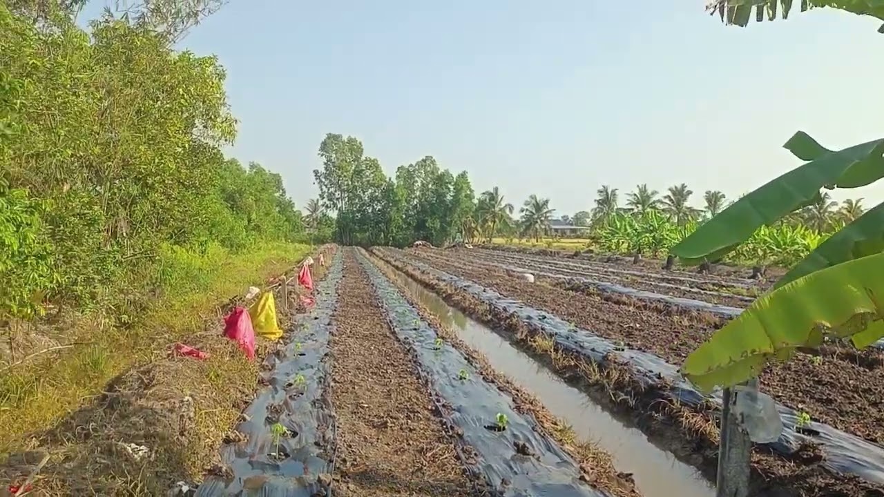 Ms 370 20x119 dt 2343mz 1t4 tl đường ô tô Sài Gòn 40km khu vực chuyển TC LH 0963915438