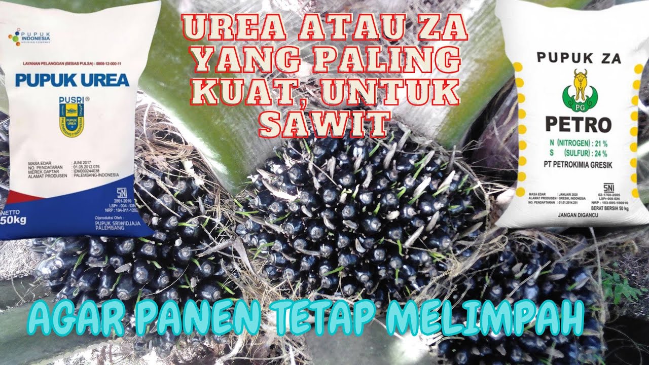 PUPUK UREA Vs ZA MANA TERBAIK UNTUK SAWIT