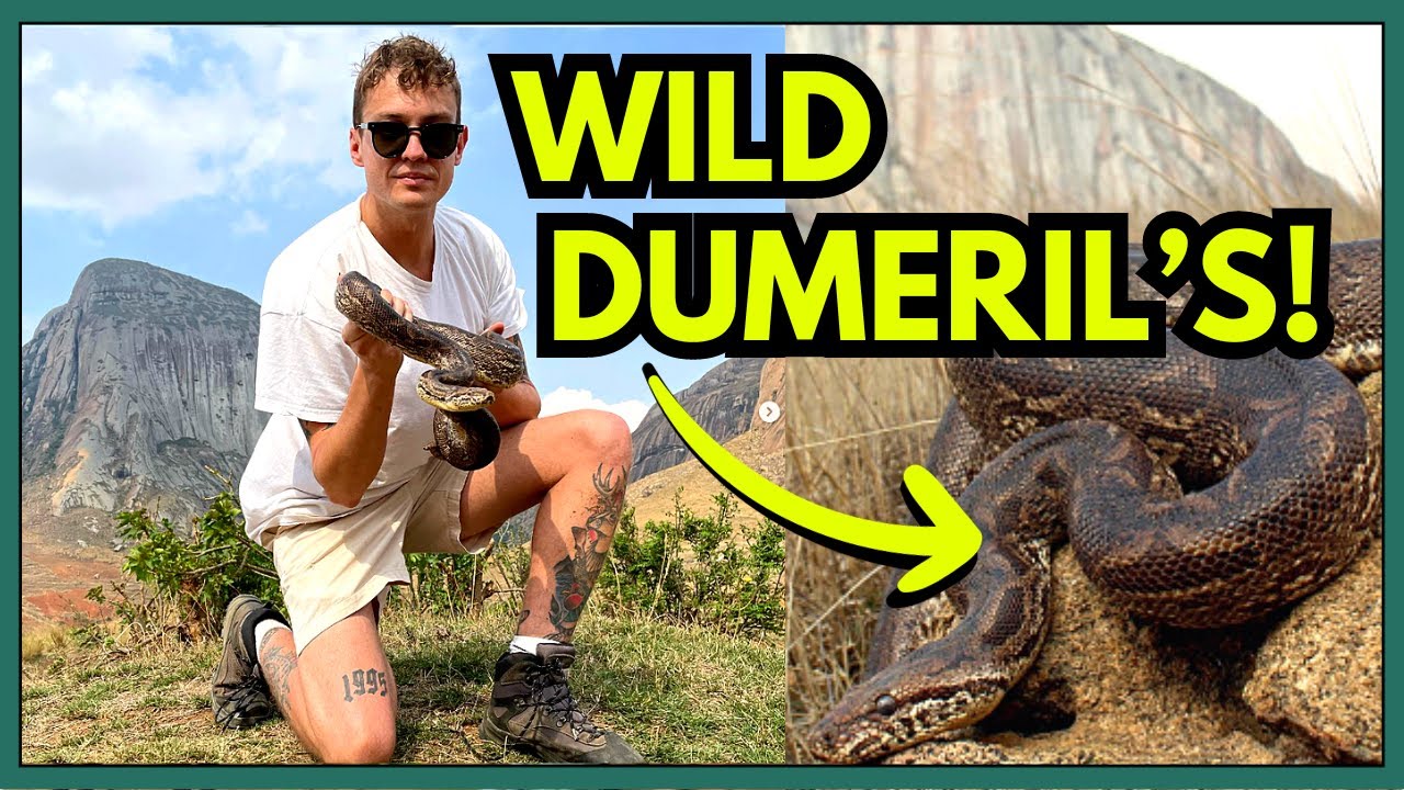 Dumerils Boas in the Wild!