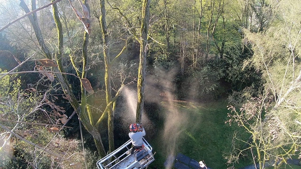 Große Robinie bricht auseinander! Baumpfleger zur Rettung!