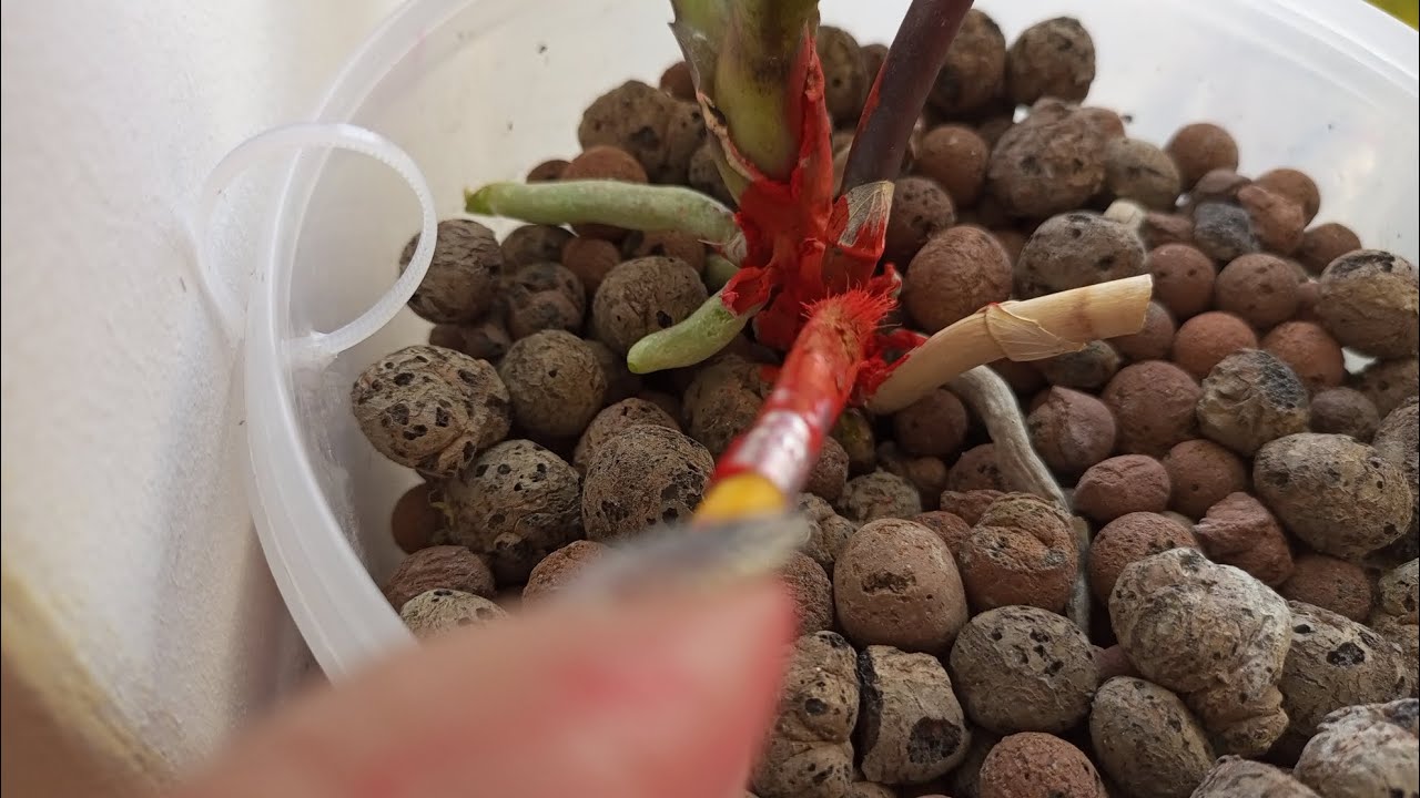 21.02.2026 НЕ МЕДЛЕННАЯ ПОМОЩЬ! ОРХИДЕЯ СУШИТ ЛИСТЬЯ 🙏🌺🌱