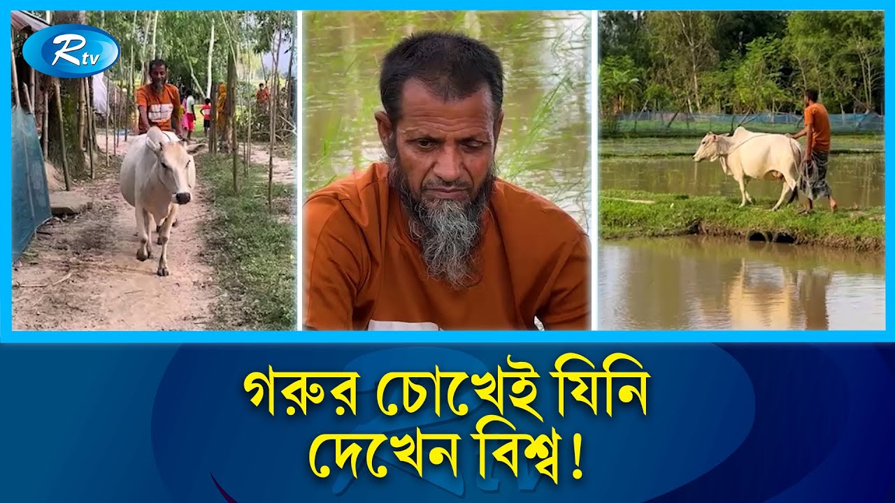 গরুর সাহায্যে চলাফেরা করা অন্ধ কাজেম আলীর অবিশ্বাস্য গল্প ! | Cow | Man | Rtv News