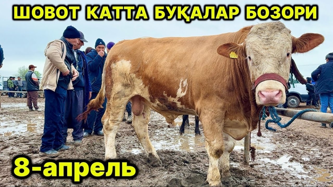 ШОВОТ КАТТА БУҚАЛАР БОЗОРИ НАРХЛАРИ 8-апреля 2026 г.