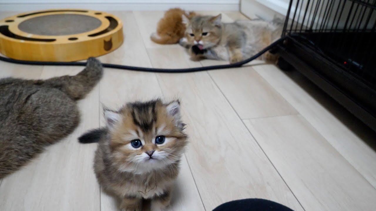 Милый котенок, похоже, немного раздражен после того, как его взволнованный старший брат начал его...
